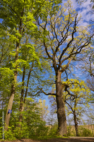 Deciduous forest trees in spring time. © Photosebia