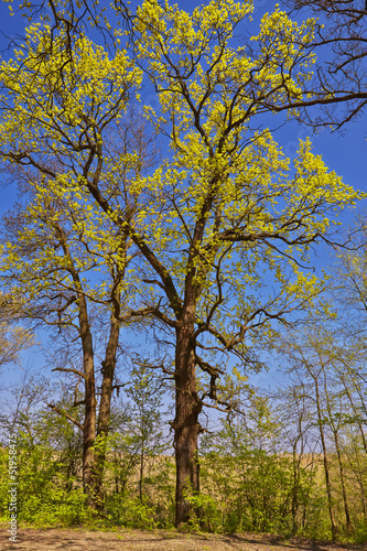 Deciduous forest trees in spring time.