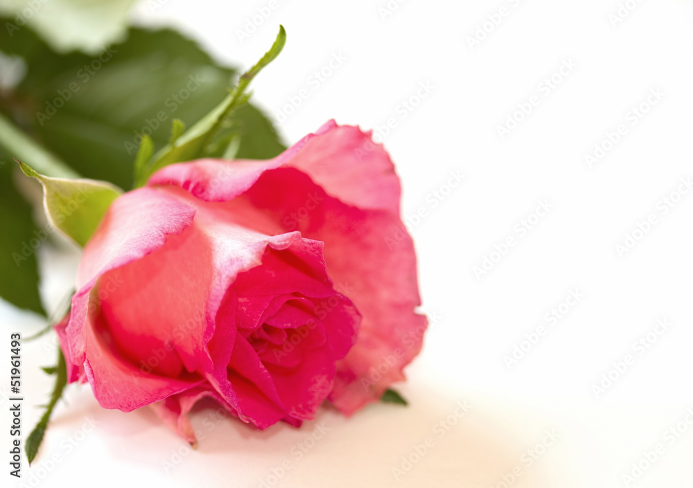 Pink rose on white Pink rose on white