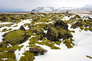 Papier peint photo Arctique Mousse verte sur rochers nordiques  © Robert Hoetink