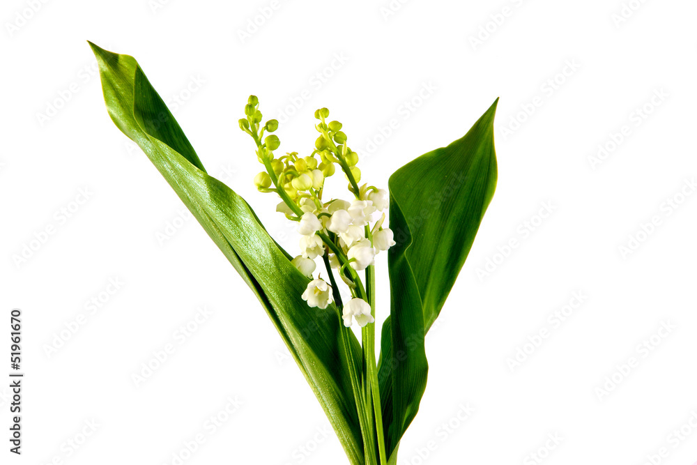 Obraz premium brin de muguet
