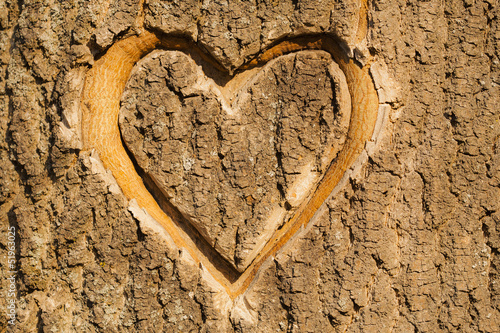 Heart carved in the bark of a tree.