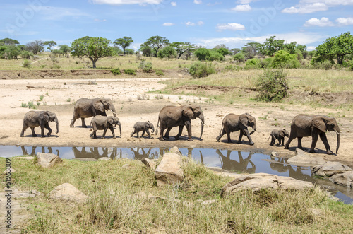 Family of elefants