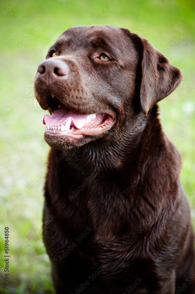 brown labrador retriever outdoors brown labrador retriever outdoors