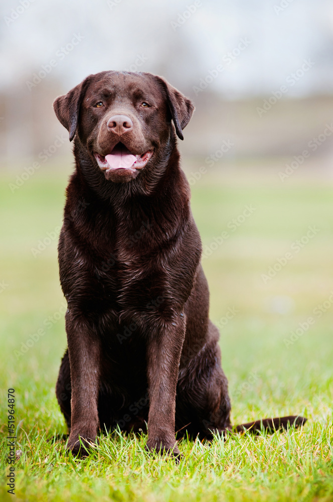 labrador retriever dog portrait