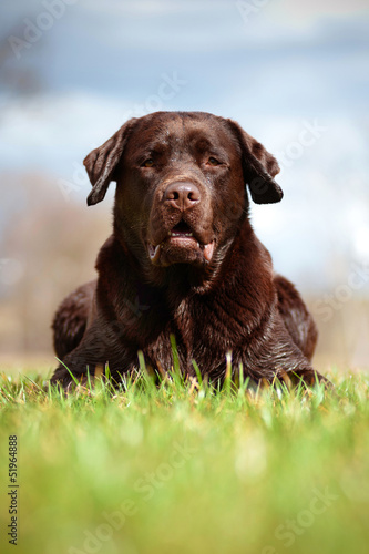 brown labrador dog lying on the grass