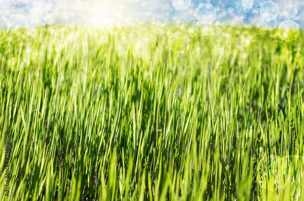 Obraz premium Abstract nature spring background.