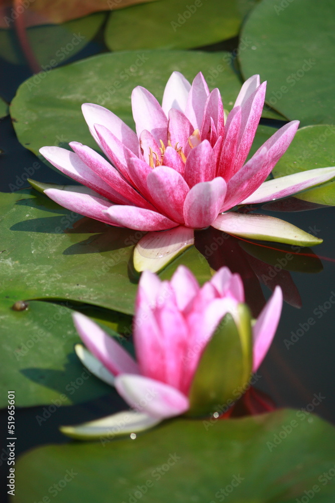 pink lotus in Thailand pink lotus in Thailand