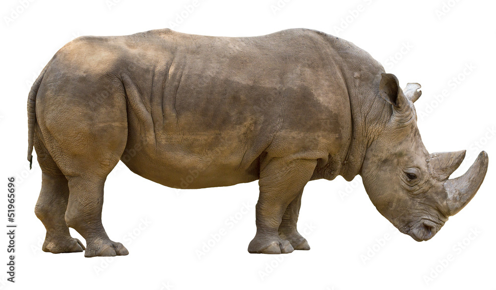Rhinoceros isolated on white background