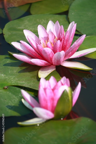 pink lotus in Thailand