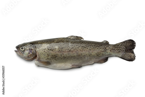 Single fresh trout