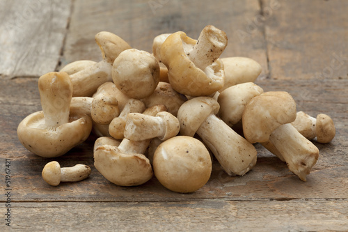 Fresh St.George's mushrooms photo