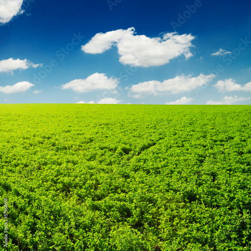 spring field and white clouds