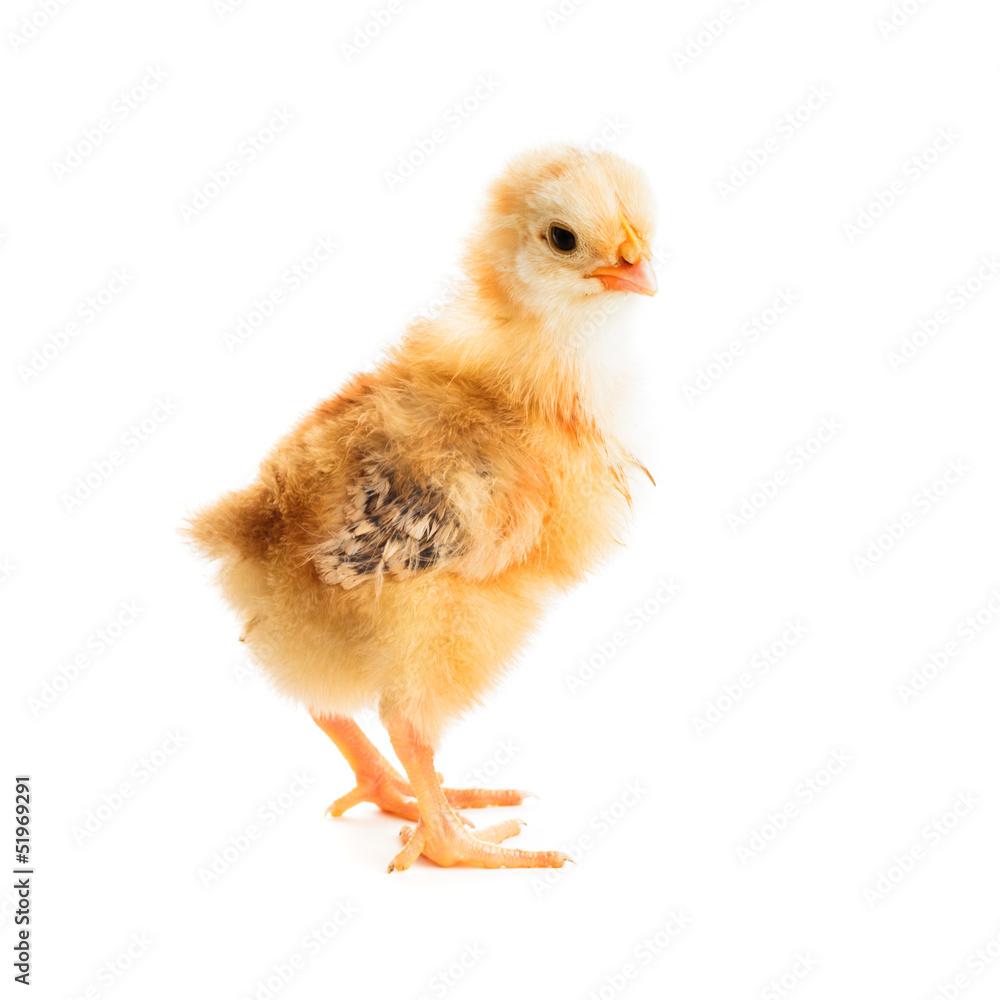 Fototapeta premium Cute chick