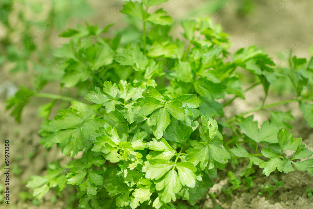 parsley in the garden outdoors parsley in the garden outdoors