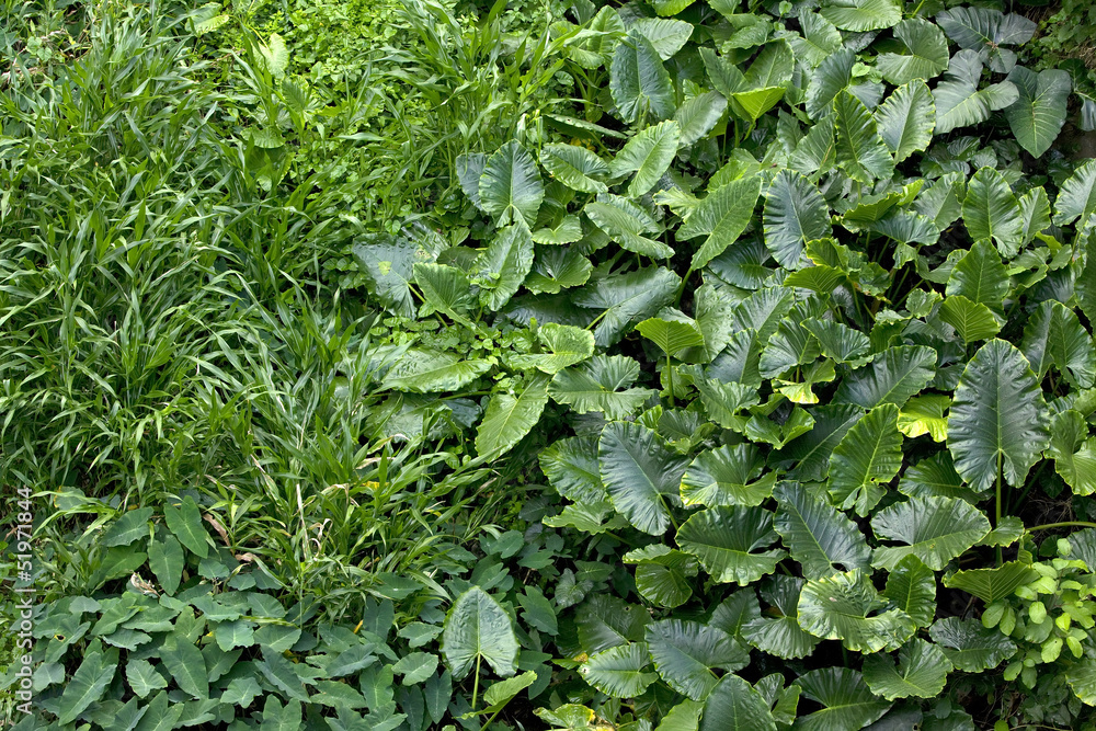 Beautiful plants in rainforest Beautiful plants in rainforest