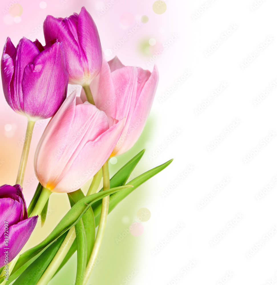 Five colorful tulips Five colorful tulips