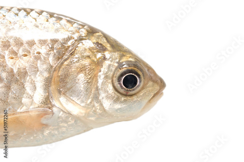 Photography fish head on a white background. macro