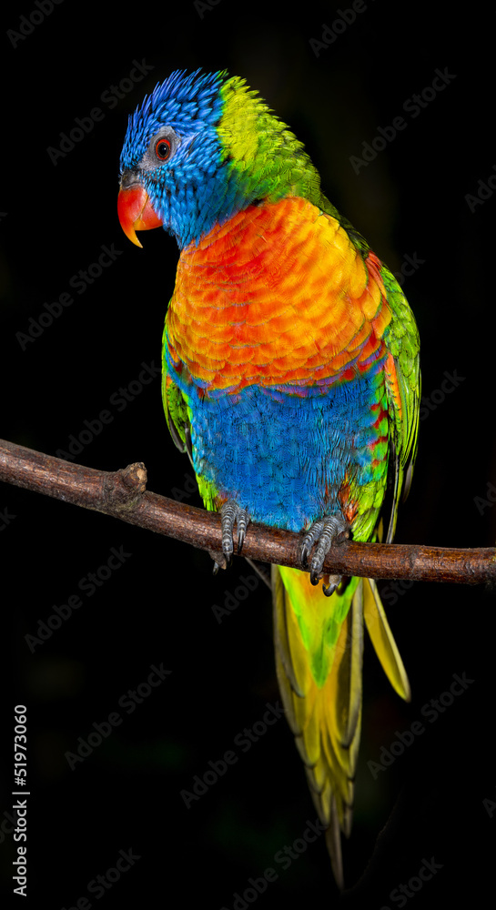 rainbow lorikeet parrot isolated on a black background