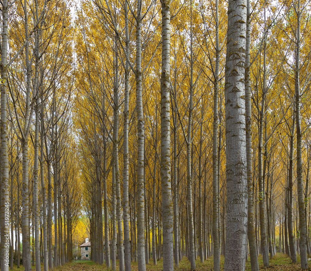 Fototapeta premium BOsque de ribera en otoño (Aguilar de Campoo,Palencia)