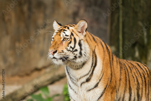 Tiger wild cat in the jungle