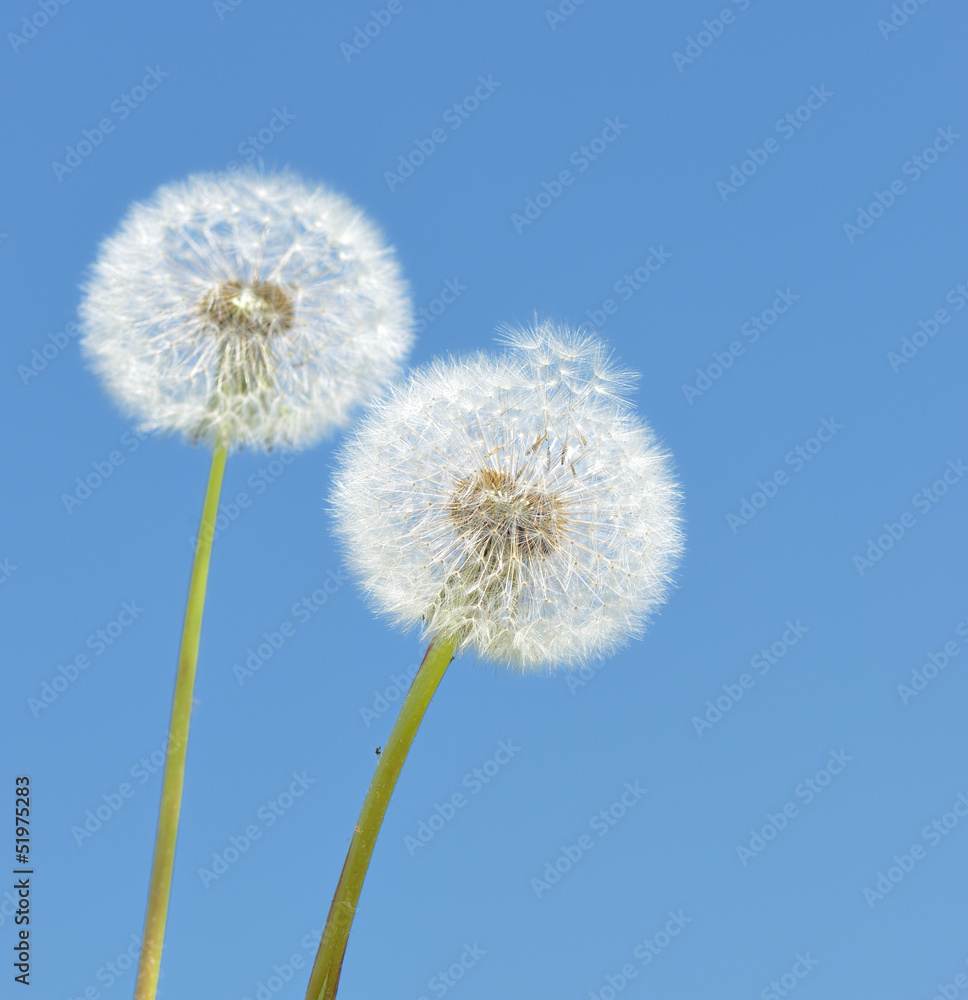 two dandelion