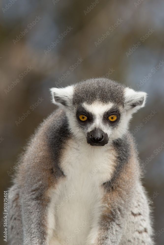 Obraz premium sitzender Katta Lemurenaffe