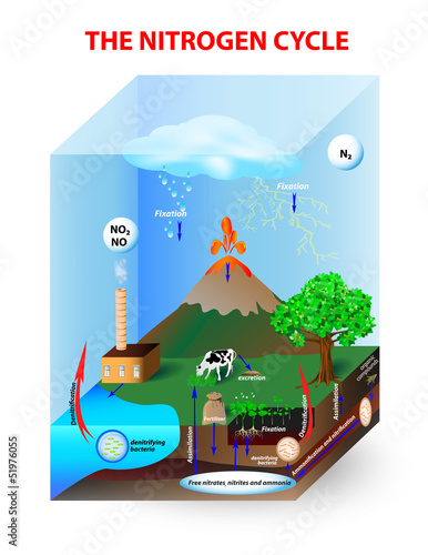 Nitrogen Cycle