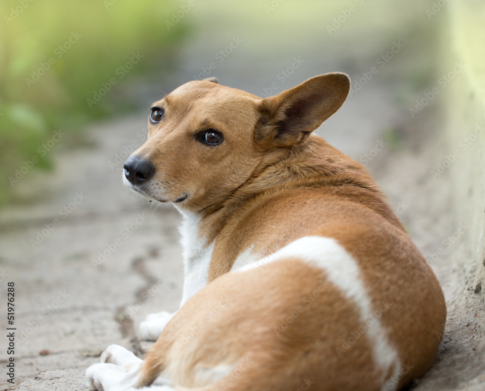 portrait of mongrel dogs