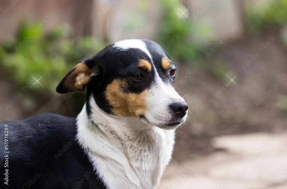 portrait of mongrel dogs