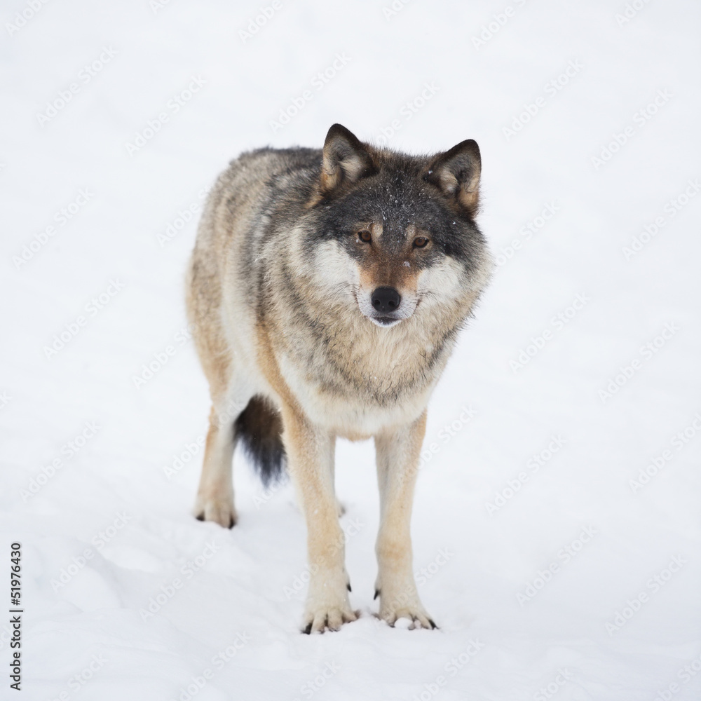 One Wolf Alone in the Snow