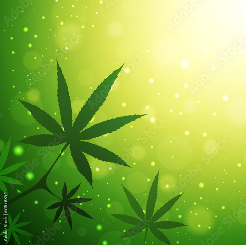 Cannabis Leaves