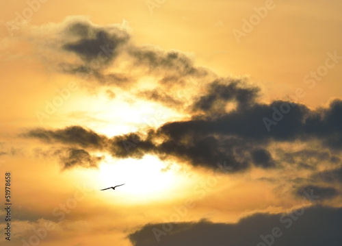 Bird on a background of a sunset with clouds.