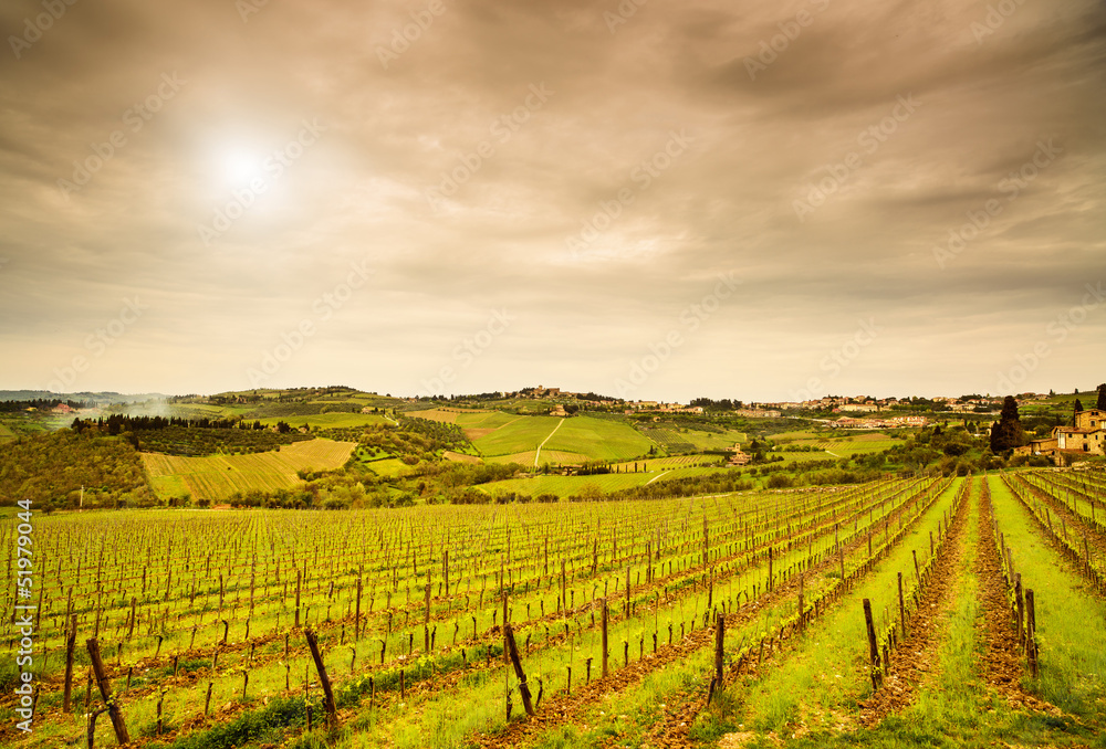 Chianti region, Panzano vineyard, trees and farm on sunset. Tusc