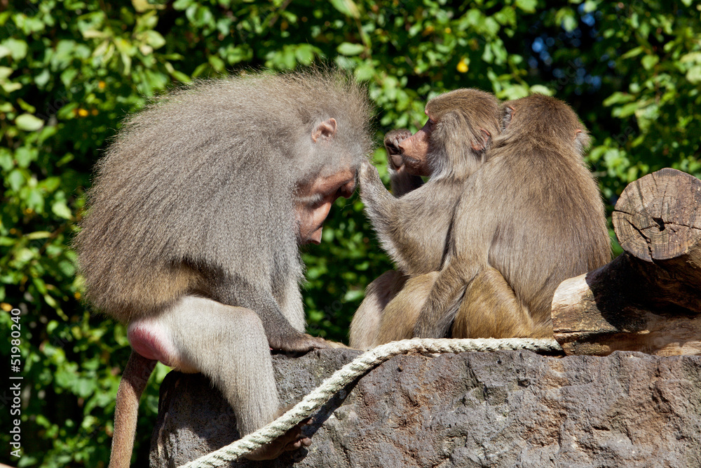 monkey family.