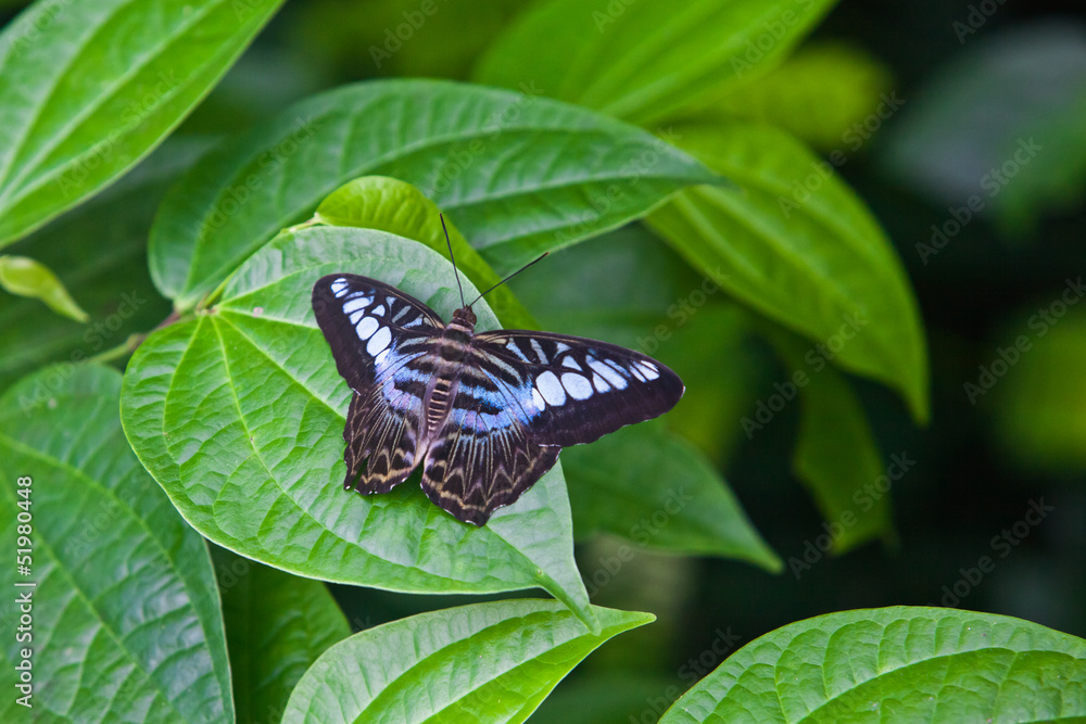 The Butterfly. A beautiful butterfly sitting in the tree The Butterfly. A beautiful butterfly sitting in the tree