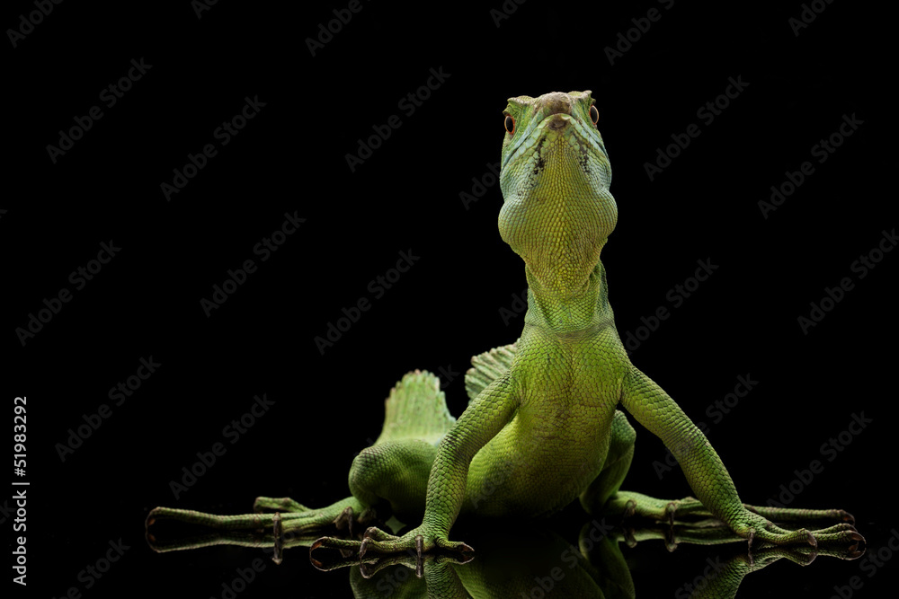 Naklejka premium Green basilisks