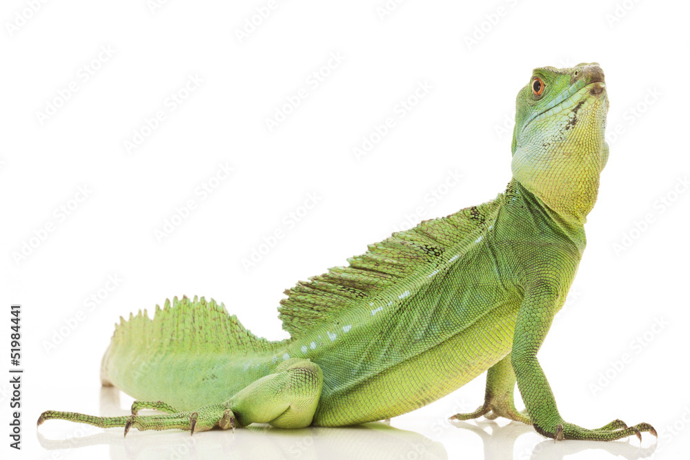 Naklejka premium Green basilisks