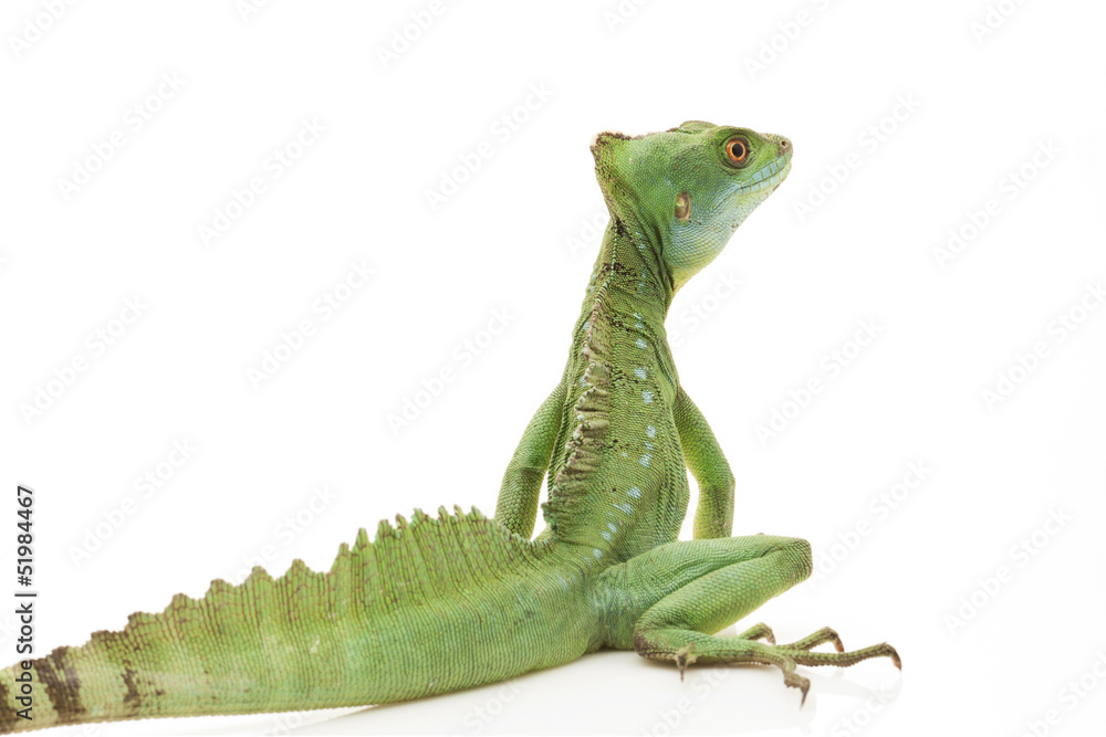 Fototapeta premium Green basilisks