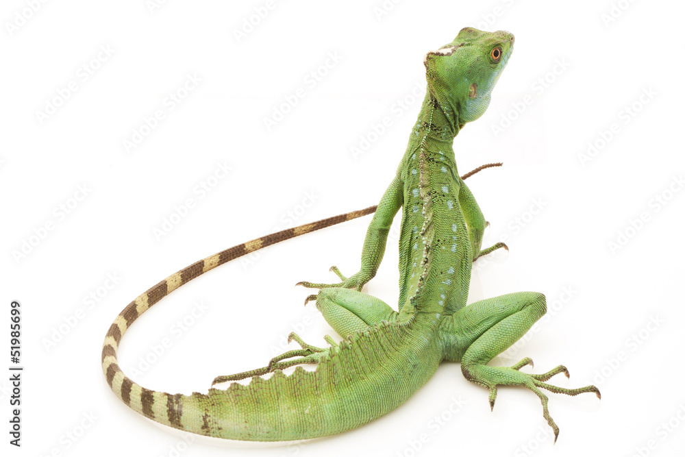 Green basilisks Green basilisks