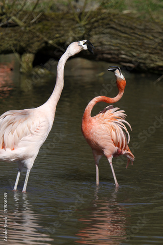 Streitende Flamingos