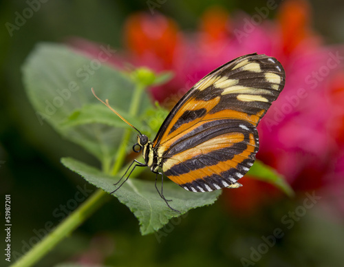 tropical butterfly sitting on a leaf