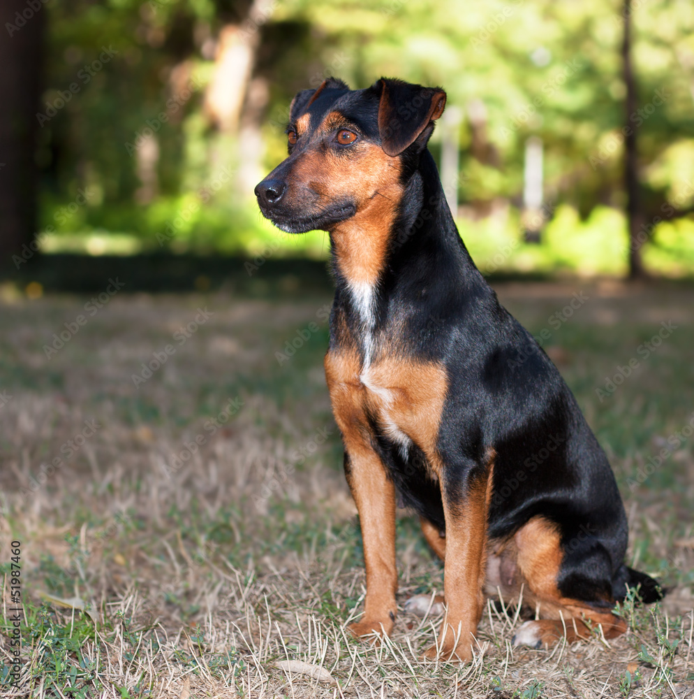 Terrier dog Terrier dog