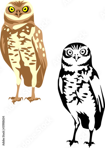 burrowing owl - athene cunicularia