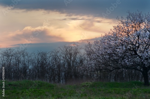 Blooming tree in spring at sunset
