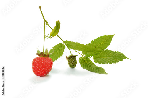 Berry hybrid raspberries with strawberries on the branch isolate