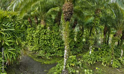 France, the picturesque Habitation Anse Latouche garden in Marti photo