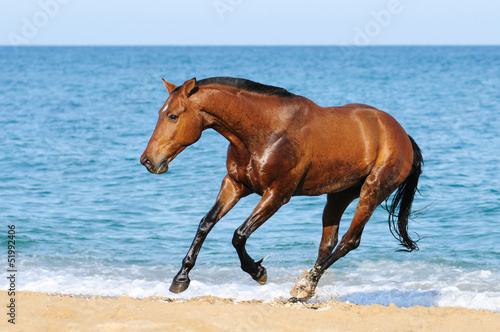 Bay horse running on the beach