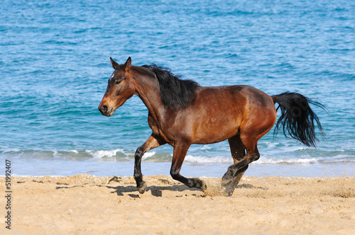 Chestnut horse running on the beach