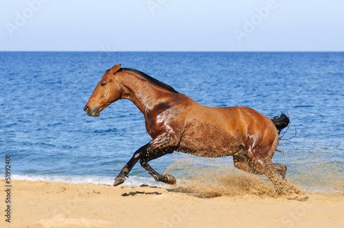 Bay horse playing in the sand